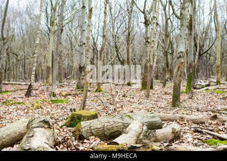 Ceduo di argento betulle e altri alberi giovani in primavera, con i cervi-tronchi danneggiati e un letto di foglie cadute, intorno a loro. Foto Stock