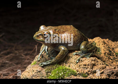 Rana endemica specie goudoti Boophis, famiglia Mantellidae, Anjozorobe Parco nazionale del Madagascar Foto Stock