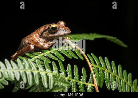Rana endemica specie Boophis madagascariensis, famiglia Mantellidae, Anjozorobe Parco nazionale del Madagascar Foto Stock