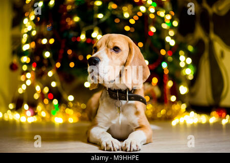 Beagle adulto giace sul piano contro lo sfondo di un albero di Natale con ghirlande Foto Stock