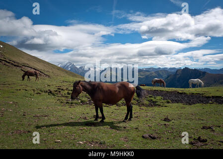 Dolomiti Trentino Alto Adige,Italia: cavallo su un sentiero in Val di Fassa Foto Stock