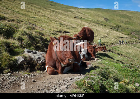 Dolomiti Trentino Alto Adige,Italia: Mucca su un sentiero in Val di Fassa Foto Stock