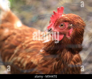 BRITISH fresco scozzese polli ruspanti Foto Stock