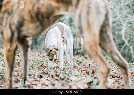 Lurcher cane fuori su una passeggiata in campagna, REGNO UNITO Foto Stock