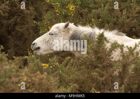 New Forest pony mangiare gorse, Hampshire, Regno Unito Foto Stock