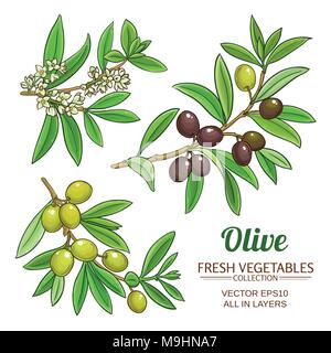 Rami di ulivo set vettore su sfondo bianco Illustrazione Vettoriale