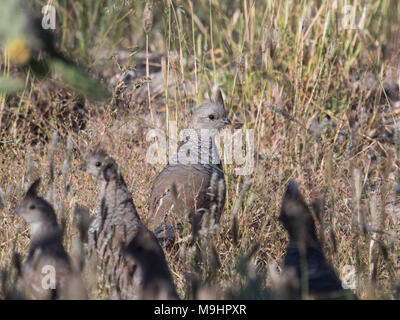 Scalato quaglie in habitat prativi. Foto Stock