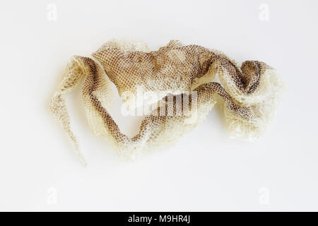 Giacca cast-off pelle di serpente Royal Python su sfondo bianco Foto Stock