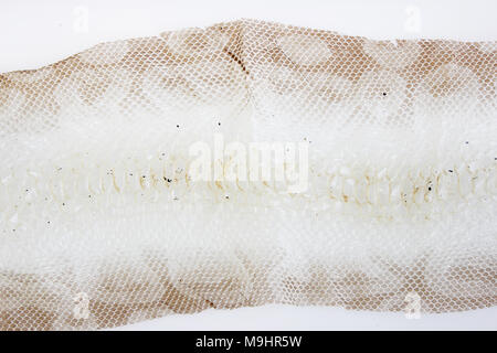 Giacca cast-off pelle di serpente Royal Python su sfondo bianco Foto Stock