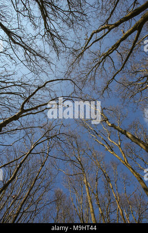 Ricerca tra gli alberi senza foglie della foresta contro un cielo blu chiaro durante la primavera Foto Stock