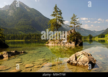 Pini crescente sulla roccia in acque poco profonde del lago di Königssee Foto Stock