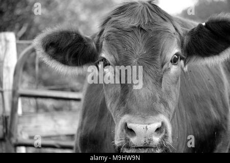 Faccia o testa di Red Cow in una fattoria in bianco e nero, Iowa Foto Stock