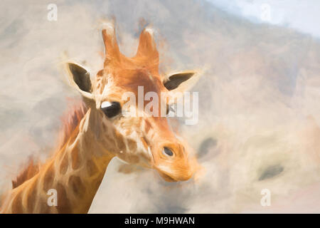 Materiale reticolato o somalo di giraffa - Giraffa camelopardalis reticulata Captive campione. Foto Stock