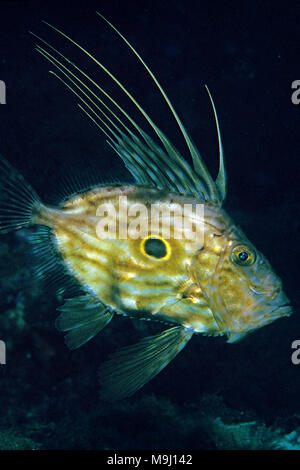 Atlantic John Dory, Doree (Zeus faber), Cagliari, Sardegna, Italia, Europa, Mar Mediterraneo Foto Stock