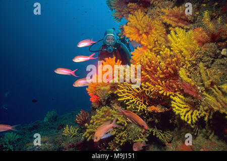 Scuba Diver a piccole polyped gorgonia (Paramuricea clavata), Mediterraneo fairy basslet (Anthias anthias), isole Medes, Costa Brava, Spagna, Europa Foto Stock