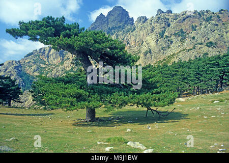 Europeo di pino nero a Col de Bavella, montagne al centro della Corsica, Francia, Mediterraneo, Europa Foto Stock