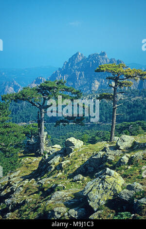 Europeo di pino nero a Col de Bavella, montagne al centro della Corsica, Francia, Mediterraneo, Europa Foto Stock