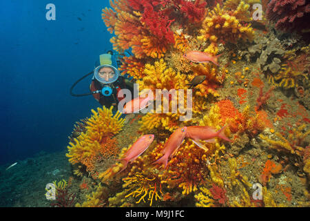 Scuba Diver a piccole polyped gorgonia (Paramuricea clavata), Mediterraneo fairy basslet (Anthias anthias), isole Medes, Costa Brava, Spagna, Europa Foto Stock