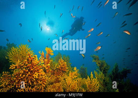 Scuba Diver a piccole polyped gorgonia (Paramuricea clavata), Mediterraneo fairy basslet (Anthias anthias), isole Medes, Costa Brava, Spagna, Europa Foto Stock