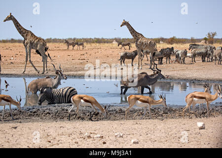 La giraffa e gli amici di prendere un bagno, Namibia Africa Foto Stock