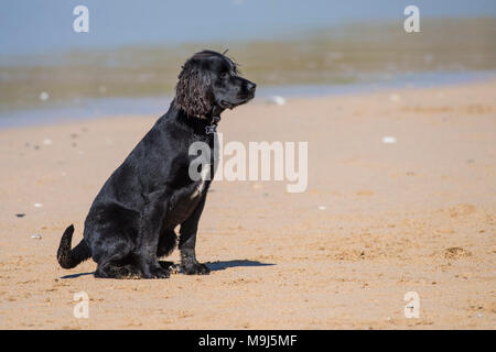 Un Labrador Springer Spaniel croce aspettando pazientemente su Fistral Beach in Newquay Cornwall. Foto Stock