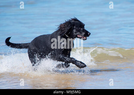 Un Labrador Springer Spaniel cross godendo in esecuzione in mare a Fistral Beach in Newquay Cornwall. Foto Stock
