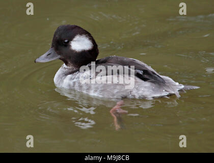 Bufflehead Duck (bucephala albeola) femmina Foto Stock