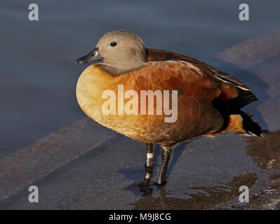 Cape Shelduck maschio (Tadorna cana) Foto Stock