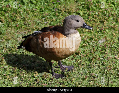 Cape Shelduck maschio (Tadorna cana) Foto Stock