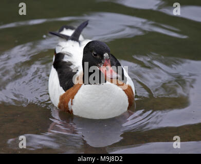 Shelduck comune (Tadorna tadorna) femmina Foto Stock