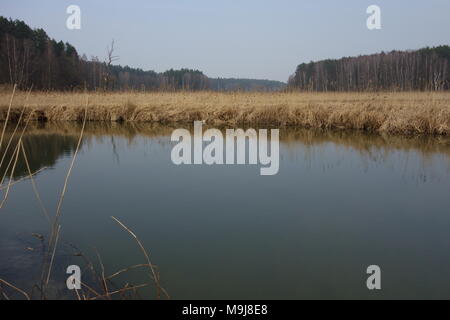 Le zone umide da Lyna River vicino Olsztyn, Polonia Foto Stock