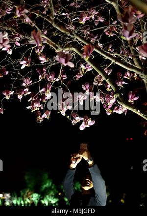 , Suzhou Suzhou, Cina. 26 Mar, 2018. Suzhou, Cina-26th Marzo 2018: orchidee fiorisce in notturna a Suzhou, est cinese della provincia di Jiangsu. Credito: SIPA Asia/ZUMA filo/Alamy Live News Foto Stock