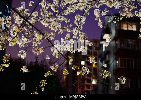 Nanjing, Nanjing, Cina. 26 Mar, 2018. Nanjing, Cina-26th Marzo 2018: di notte fiori ciliegio in Nanjing East cinese della provincia di Jiangsu. Credito: SIPA Asia/ZUMA filo/Alamy Live News Foto Stock