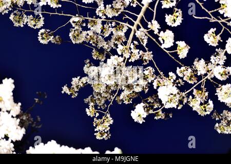 Nanjing, Nanjing, Cina. 26 Mar, 2018. Nanjing, Cina-26th Marzo 2018: di notte fiori ciliegio in Nanjing East cinese della provincia di Jiangsu. Credito: SIPA Asia/ZUMA filo/Alamy Live News Foto Stock