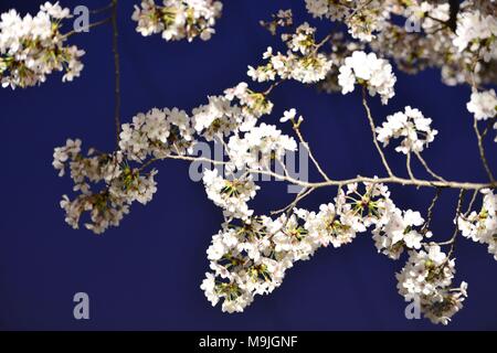 Nanjing, Nanjing, Cina. 26 Mar, 2018. Nanjing, Cina-26th Marzo 2018: di notte fiori ciliegio in Nanjing East cinese della provincia di Jiangsu. Credito: SIPA Asia/ZUMA filo/Alamy Live News Foto Stock