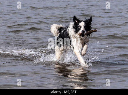 Wet cani in spiaggia Foto Stock