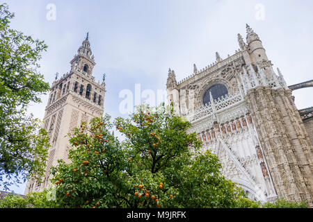 Alberi di arancio nel cortile della Cattedrale di Siviglia (Catedral de Santa María de la Sede) con la suggestiva Torre Giralda torre campanaria a sinistra Foto Stock