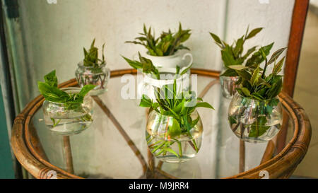 Fresche foglie di tè in vasi con acqua su un tavolo di vetro visualizzato nella fabbrica di tè. Kandy, Sri Lanka Foto Stock