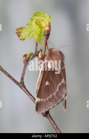 Wollafter, Frühlings-Wollafter, Birkennestspinner, Weibchen, Eriogaster lanestris, Bombice lanestris, piccole Eggar, femmina, bombice laineux, laineuse du Foto Stock