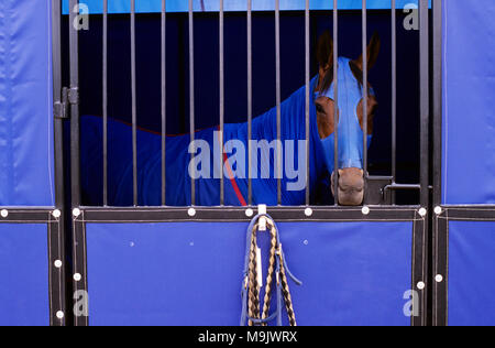 Cavallo in stallo con blu brillante coltre e le protezioni laterali Foto Stock