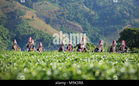 Akha donne provenienti dalla Thailandia prelevare le foglie di tè sulla piantagione di tè presso Chui Fong , Chiang Rai, Thailandia. Foto Stock