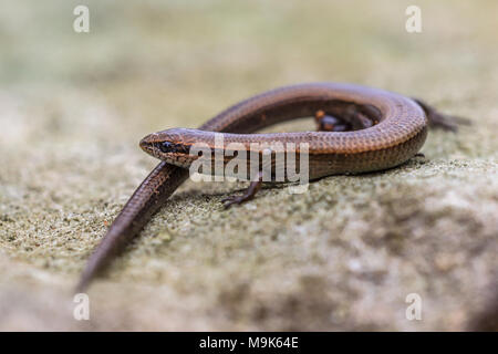 Unione di rame (skink Ablepharus kitaibelii) appollaiato sulla metropolitana rocciose Foto Stock