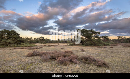 Sunset over Hoge Veluwe National Park in provincia di Gelderland, Paesi Bassi Foto Stock