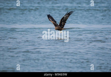 Nibbio bird la cattura del pesce dal mare Foto Stock