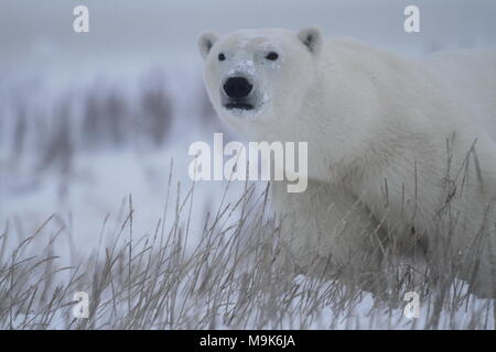 Curioso di Orso Polare su un giorno nevoso e sfondo grigio, erba in primo piano Foto Stock