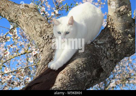 Il gatto domestico , bianco, salendo una fioritura mandorlo Foto Stock