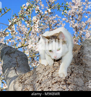 Il gatto domestico , bianco tabby, salendo una fioritura mandorlo Foto Stock