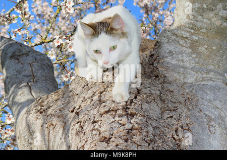 Il gatto domestico , bianco tabby, salendo una fioritura mandorlo Foto Stock