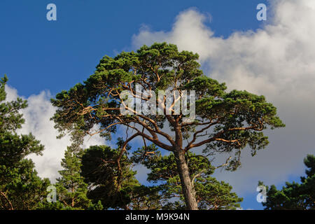 Pino crest in una foresta lettone contro il cielo blu con nuvole gonfi, vista dal basso Foto Stock