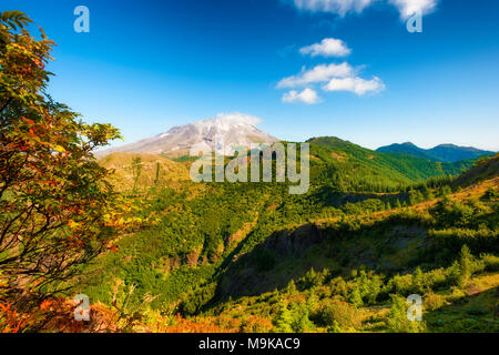 Ampia vista aperta di Mt. Sant Helens da distante un crinale dove la crescita nuova foresta ricopre la irregolare terain collinare in Gifford Pinchot National Forest. Foto Stock